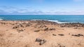 A colony of brown fur seals Arctocephalus pusillus, Cape Cross, Namibia. Royalty Free Stock Photo