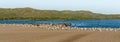 Colony of brown pelicans and seagulls on the beach. Royalty Free Stock Photo