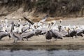 Colony of brown pelicans Royalty Free Stock Photo