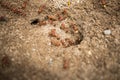 A colony of California Harvester Ants working