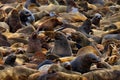 Colony of Cape Brown fur seal, Arctocephalus pusillus, a lot of animals on the beach. Art view nature on the, Walvis Bay, Namibia