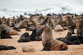 Colony of cape fur seals, Arctocephalus pusillus, in Namibia