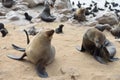 Colony of the cape fur seals, Namibia Royalty Free Stock Photo