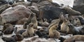 Colony of the cape fur seals, Namibia Royalty Free Stock Photo
