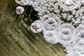 Characteristic of Actinomyces, Bacteria, yeast and Mold on selective media from soil samples for study in laboratory microbiology. Royalty Free Stock Photo