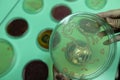 Colony Characteristics of Bacteria in petri dish for education.