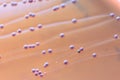 Colony Characteristics of Escherichia coli E. coli. Royalty Free Stock Photo