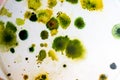 Colony Characteristics of Fungus and algae in petri dish for education. Royalty Free Stock Photo