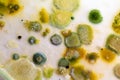 Colony Characteristics of Fungus and algae in petri dish for education. Royalty Free Stock Photo