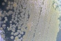 Colony Characteristics of Fungus and algae in petri dish for education.