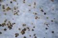 Colony Characteristics of Rhizopus bread mold is a genus of common saprophytic fungi, Rhizopus bread mold.