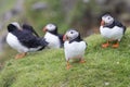 Colony or circus of Puffins sit on the short grass of a cliff in Shetland Islands