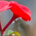 A colony of cochineals on a flower Royalty Free Stock Photo