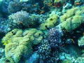 Colorful corals and small exotic fishes at the bottom of the Red sea in Egypt Royalty Free Stock Photo