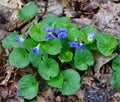 A colony of common blue violet plants in a spring forest.