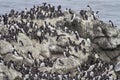 Colony of Common Murre or common guillemot Uria aalge Royalty Free Stock Photo