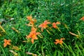 Colony of Common Orange Day Lily Wildflowers