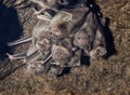 The colony of common vampire bats, Desmodus rotundus Royalty Free Stock Photo