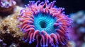colony coral polyp Royalty Free Stock Photo