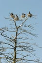 A colony of cormorants breeds in nests on the branches of a withered tree