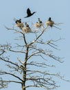 A colony of cormorants breeds in nests on the branches of a withered tree
