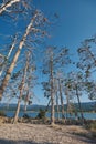 Colony Of Cormorants On A Dead Pine Trees. Batak Lake, Bulgaria