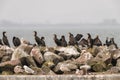 Colony cormorants with seagulls on a stone mole