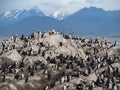 A Colony of Cormorants with Snowy Mountains Royalty Free Stock Photo