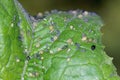 Colony of Cotton aphids also called melon aphid and cotton aphid - Aphis gossypii. Royalty Free Stock Photo