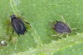 Colony of Cotton aphid  also called melon aphid and cotton aphid - Aphis gossypii. Royalty Free Stock Photo