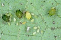 Colony of Cotton aphid also called melon aphid and cotton aphid - Aphis gossypii. Royalty Free Stock Photo