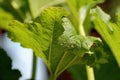 Colony of Cotton aphids also called melon aphid and cotton aphid - Aphis gossypii. Royalty Free Stock Photo