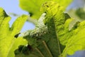 Colony of Cotton aphids also called melon aphid and cotton aphid - Aphis gossypii. Royalty Free Stock Photo