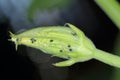 Colony of Cotton aphids also called melon aphid and cotton aphid - Aphis gossypii. Royalty Free Stock Photo