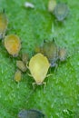 Colony of Cotton aphids also called melon aphid and cotton aphid - Aphis gossypii. Royalty Free Stock Photo