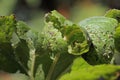 Colony of Cotton aphids also called melon aphid and cotton aphid - Aphis gossypii. Royalty Free Stock Photo