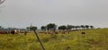 Colony of the cows in the green grass field in summer Royalty Free Stock Photo