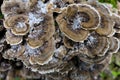 Colony of dry tree mushrooms