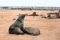 Colony of Eared Brown Fur Seals at Cape Cross,Namibia, South Africa, Royalty Free Stock Photo