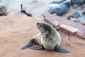 Colony of Eared Brown Fur Seals at Cape Cross,Namibia, South Africa, Royalty Free Stock Photo