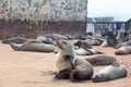 Colony of Eared Brown Fur Seals at Cape Cross,Namibia, South Africa, Royalty Free Stock Photo