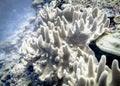 A colony of eight-petal corals at the bottom of the Indian ocean