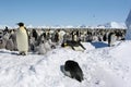 Colony of emperor penguins