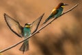 Bee-eaters, Merops apiaster, sits on a branch