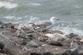 A colony of European herring gulls (Larus argentatus) resting on rocks Royalty Free Stock Photo