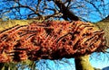 A colony of Eutricha capensis, the Cape lappet moth, caterpillars