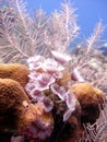 Colony of feather duster worms Royalty Free Stock Photo
