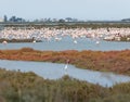 Colony of Flamingos at Delta de l`Ebre Natural Park