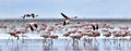 Colony of Flamingos on the Natron lake. Royalty Free Stock Photo