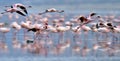 Colony of Flamingos on the Natron lake. Royalty Free Stock Photo